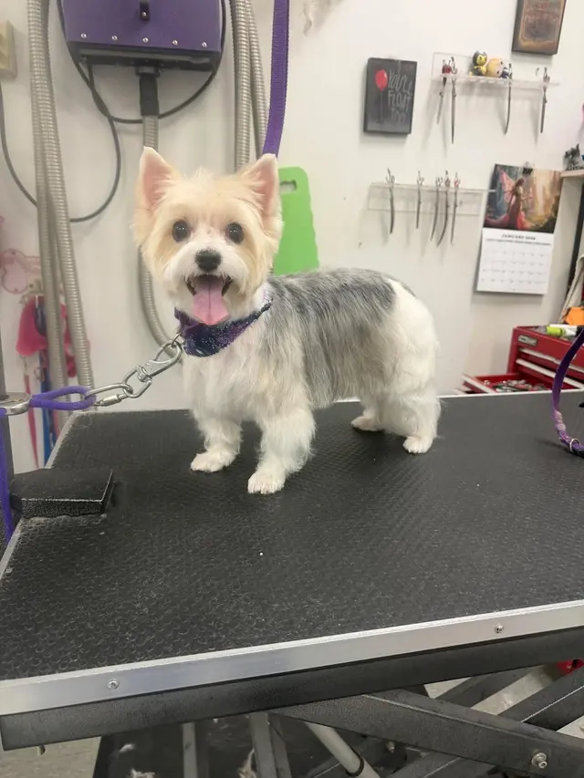 Poochie Bath Grooming LLC — photo from the business 2