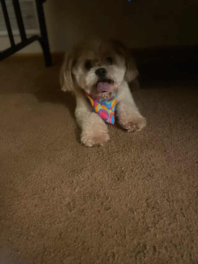 Poochie Bath Grooming LLC — customer photo 8