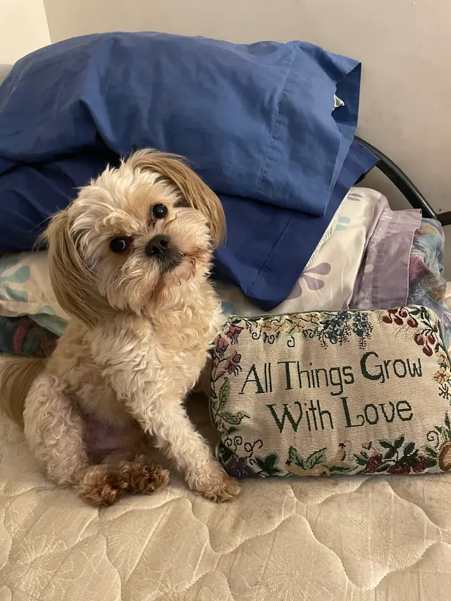 Poochie Bath Grooming LLC — customer photo 10