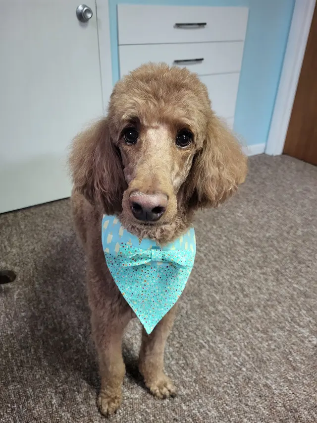 Poochie Bath Grooming LLC — customer photo 4