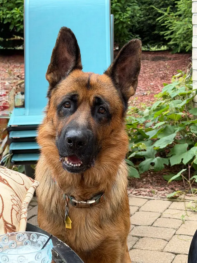 Customer photo of work by Poochie Bath Grooming LLC, from Karen Salchli's review
