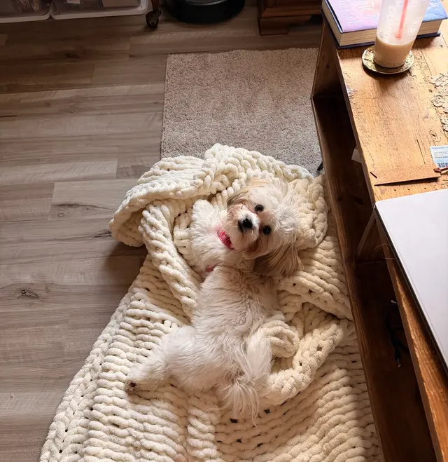 Poochie Bath Grooming LLC — customer photo 5