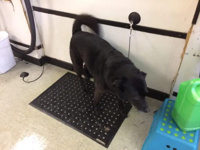 Poochie Bath Grooming LLC — customer photo 6