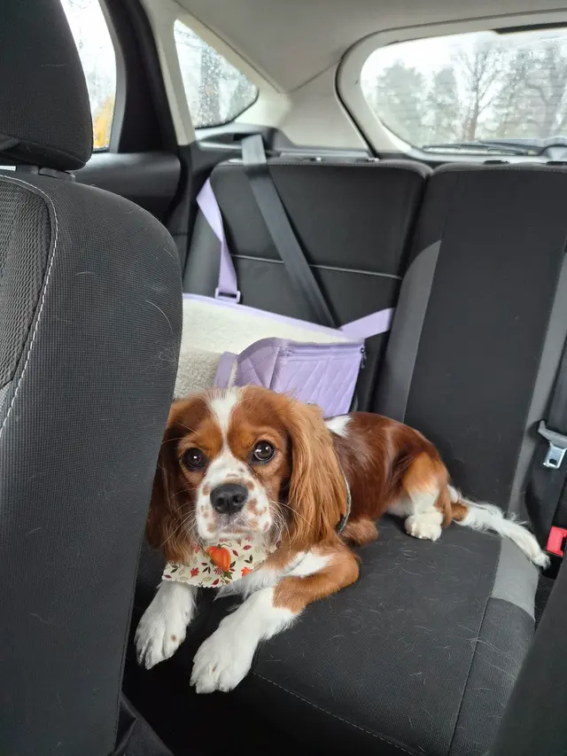 Poochie Bath Grooming LLC — customer photo 3