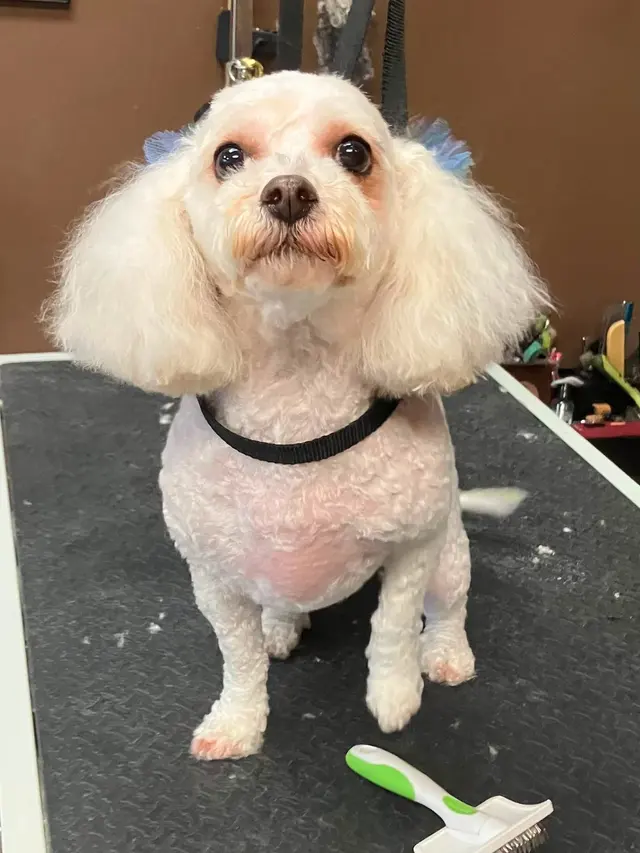 Size Matters Dog Grooming — customer photo 2