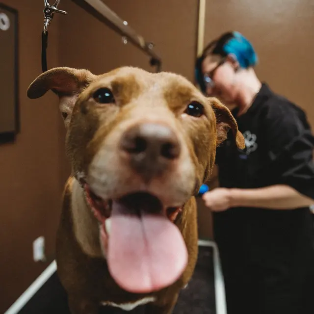 Size Matters Dog Grooming — photo from the business 4