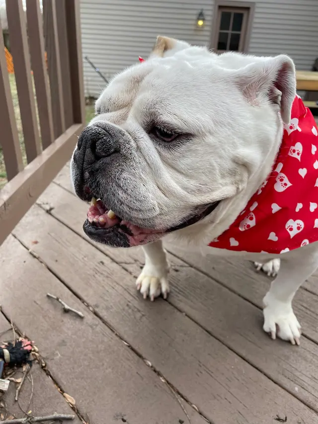 Size Matters Dog Grooming — customer photo 8