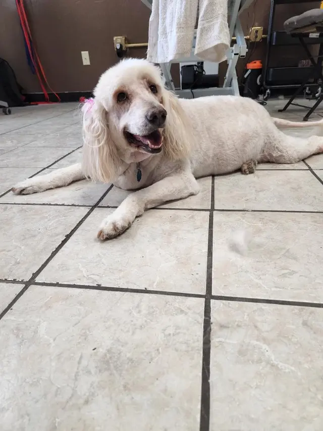 Size Matters Dog Grooming — customer photo 9