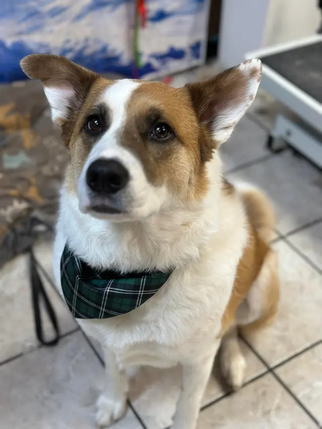 Size Matters Dog Grooming — customer photo 1