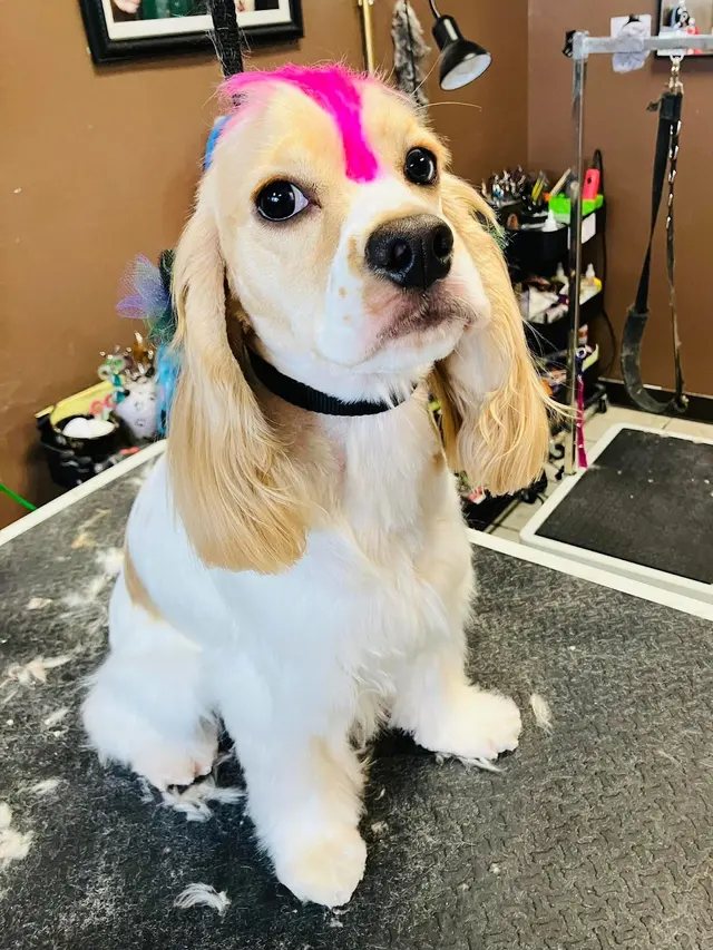 Size Matters Dog Grooming — customer photo 5