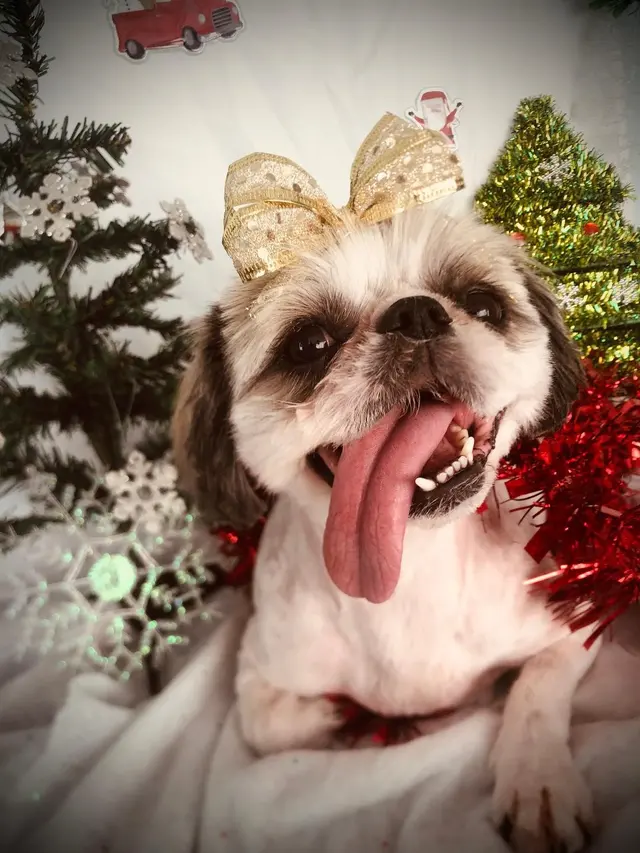 Kenzie's K9 Design — photo from the business 5