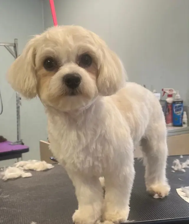Kenzie's K9 Design — photo from the business 1
