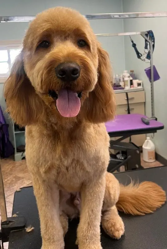 Kenzie's K9 Design — photo from the business 4