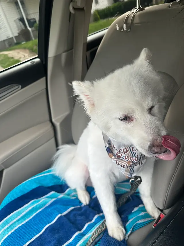 Kenzie's K9 Design — customer photo 8