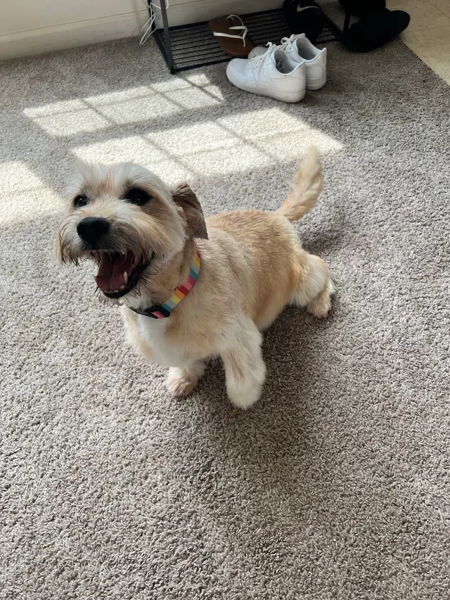 Kenzie's K9 Design — customer photo 2