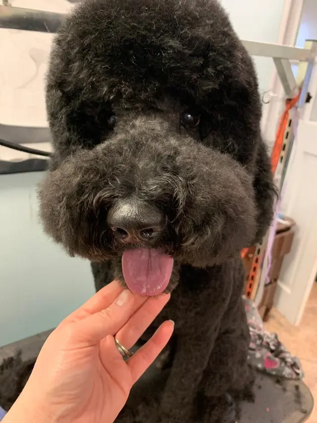 Kenzie's K9 Design — photo from the business 6