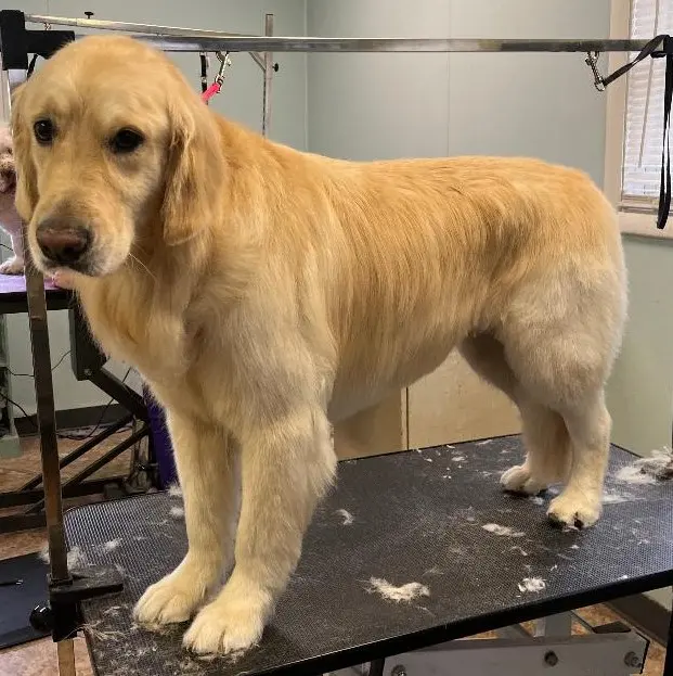 Kenzie's K9 Design — photo from the business 3