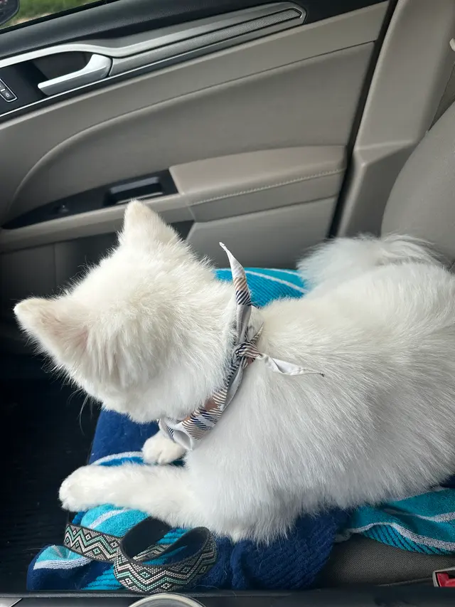 Kenzie's K9 Design — customer photo 12