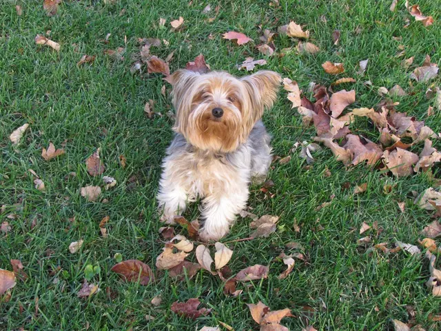 Pawprint Grooming — customer photo 10