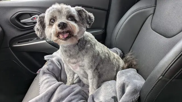 Pawprint Grooming — customer photo 3