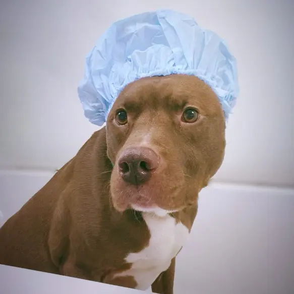 Pawprint Grooming — photo from the business 8