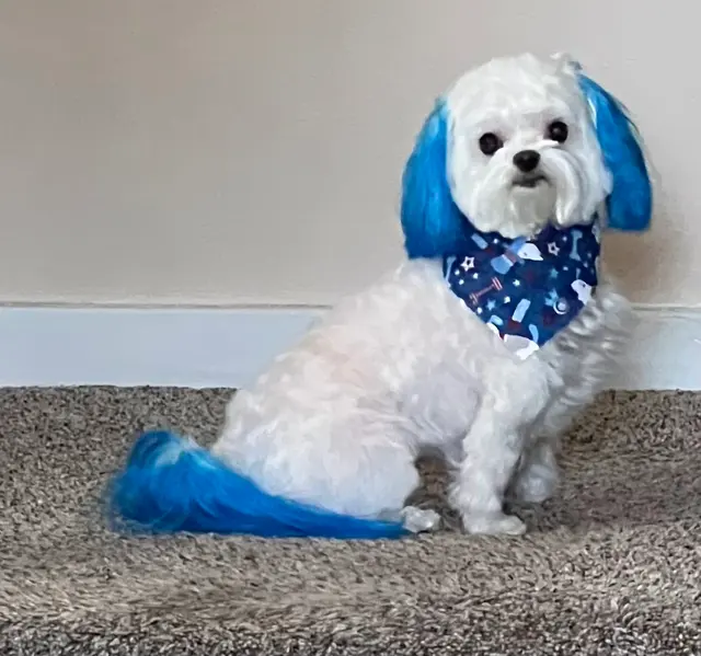 Pawprint Grooming — customer photo 6