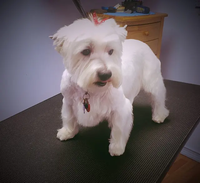 Pawprint Grooming — photo from the business 4