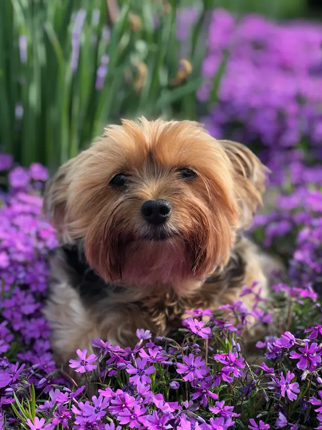 Pawprint Grooming — customer photo 11