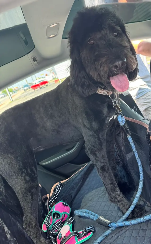Customer photo of work by Pawprint Grooming, from Malavika Stuckey's review