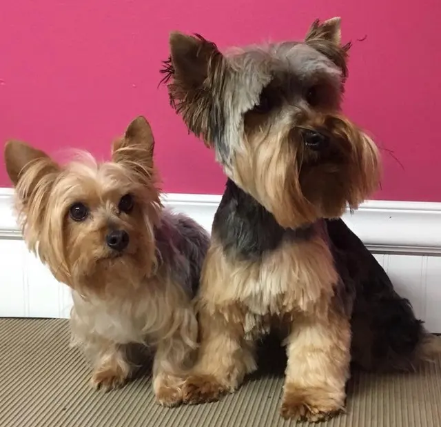 Pawprint Grooming — customer photo 2