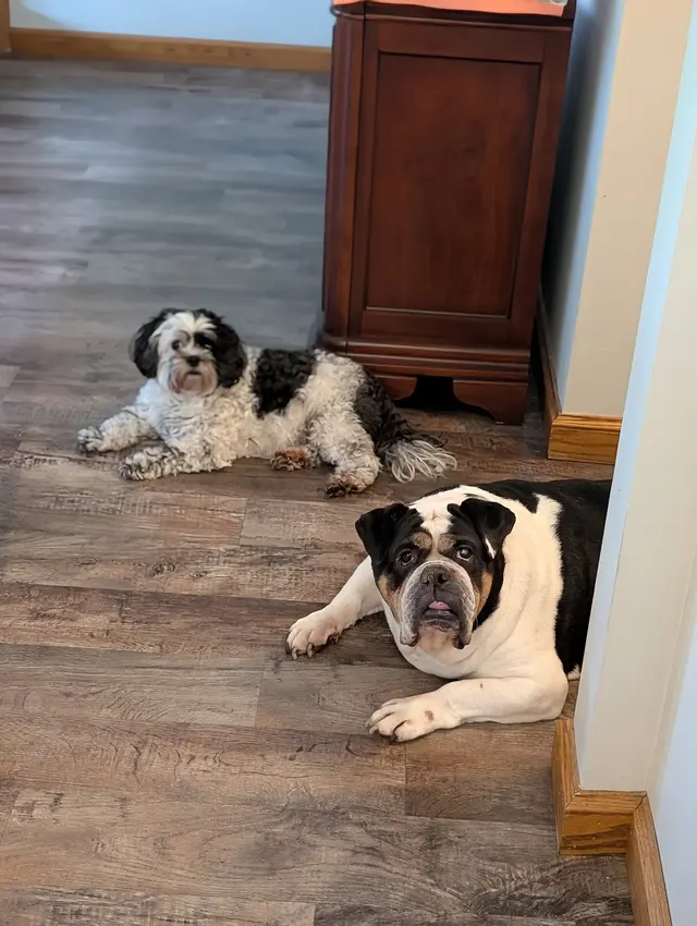 Customer photo of work by Pawprint Grooming, from Jennifer Ware's review