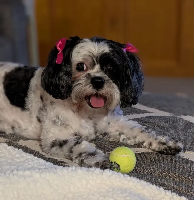 Customer photo of work by Pawprint Grooming, from Jennifer Ware's review