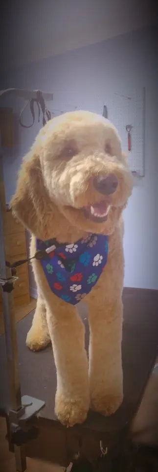Pawprint Grooming — photo from the business 9