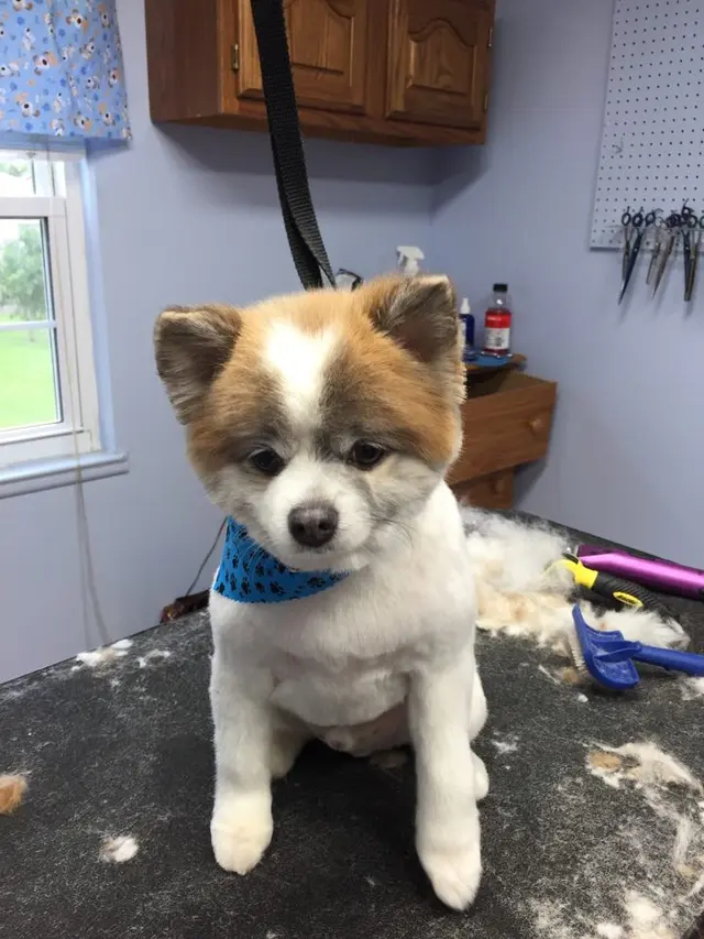 Pawprint Grooming — photo from the business 7