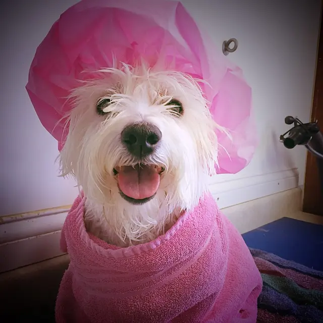 Pawprint Grooming — photo from the business 5
