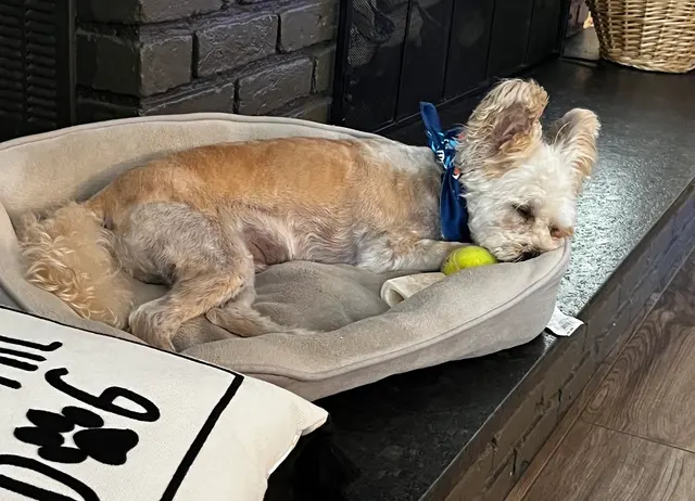 Petco Grooming — customer photo 7