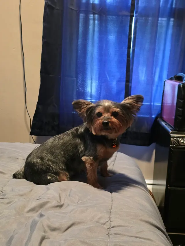 Petco Grooming — customer photo 4