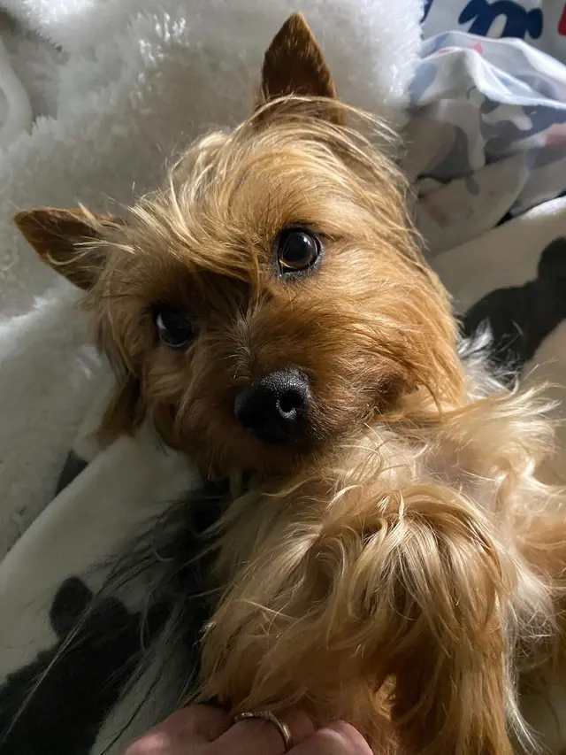 Petco Grooming — customer photo 6