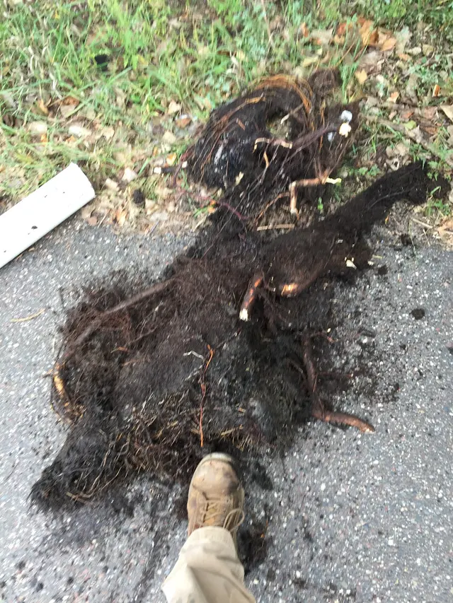 Ron the Sewer Rat — photo from the business 12