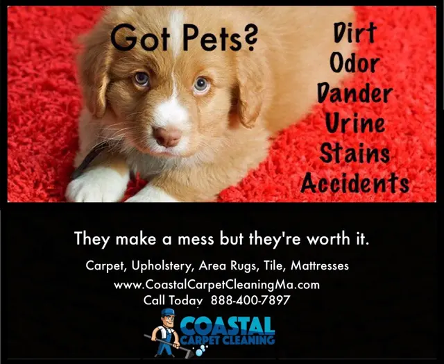 Coastal Carpet Cleaning — photo from the business 12