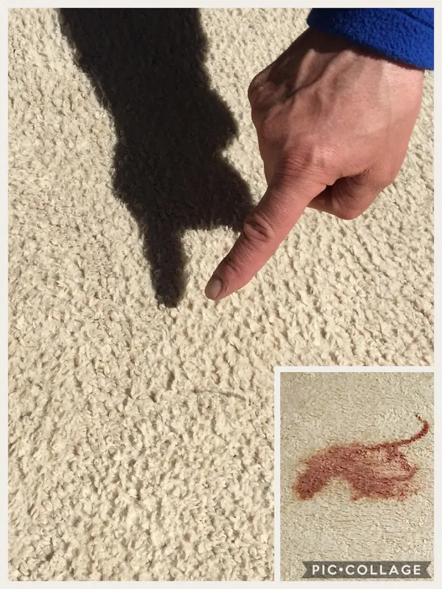 Coastal Carpet Cleaning — photo from the business 11