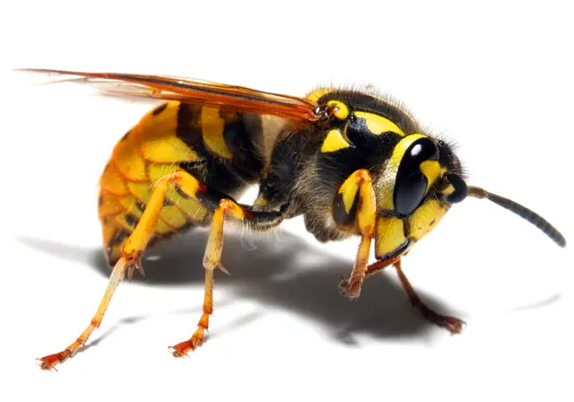 Aspen Pest Control Portland — photo from the business 8