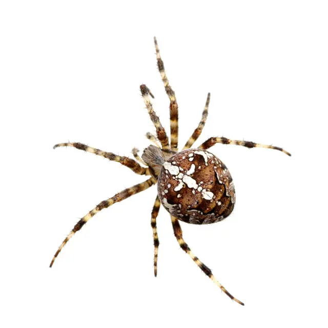 Aspen Pest Control Portland — photo from the business 12