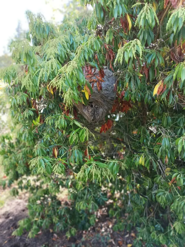Customer photo of work by Aspen Pest Control Portland, from Cathy June Arneson's review
