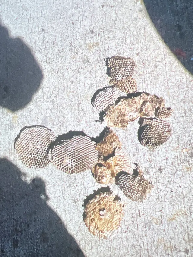 Aspen Pest Control Portland — customer photo 10