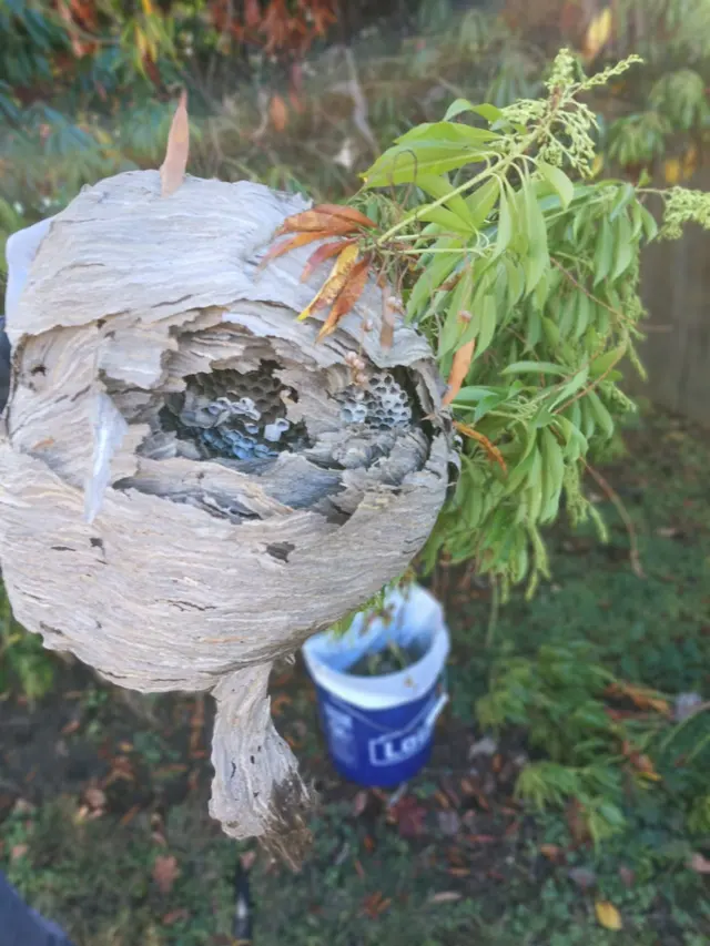 Customer photo of work by Aspen Pest Control Portland, from Cathy June Arneson's review