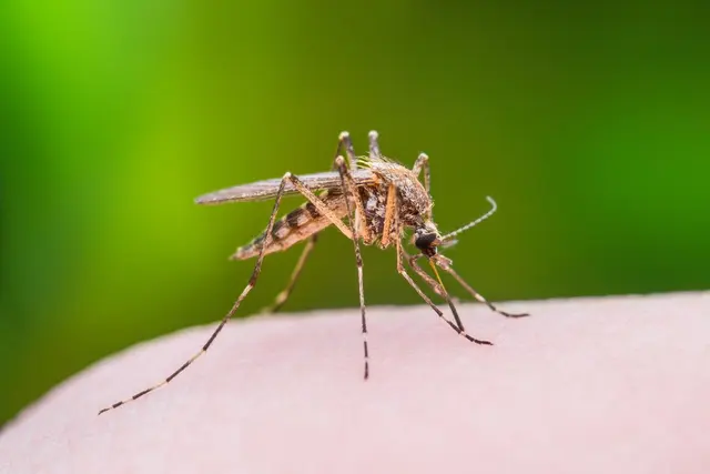 Interstate Pest Management — photo from the business 5