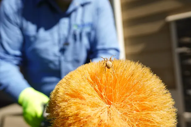 Insight Pest Control - Portland — photo from the business 6