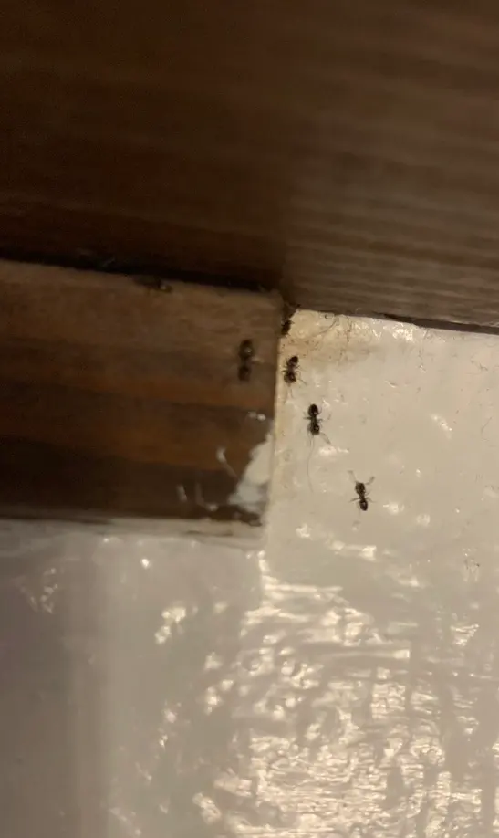 Pointe Pest Control - Portland — customer photo 3