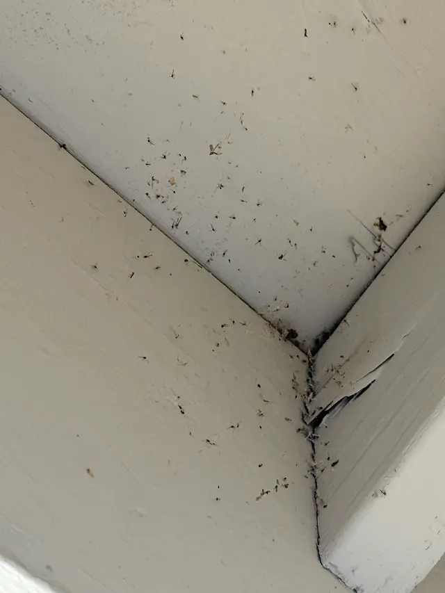 Pointe Pest Control - Portland — customer photo 8